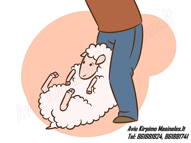 Kaip kirpi avis? Kada kirpti avis? Aviu kirpimo patarimai , aviu kirpimas