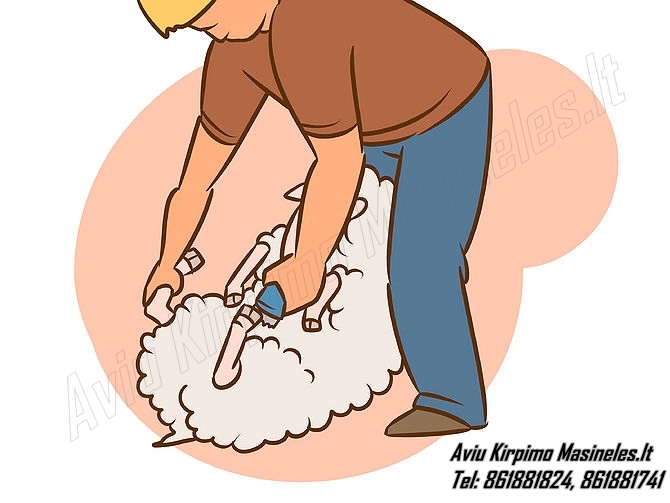 Kaip kirpi avis? Kada kirpti avis? Aviu kirpimo patarimai , aviu kirpimas